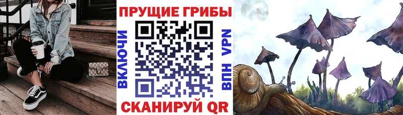omg онион Мурманск Псилоцибиновые грибы Psilocybe
